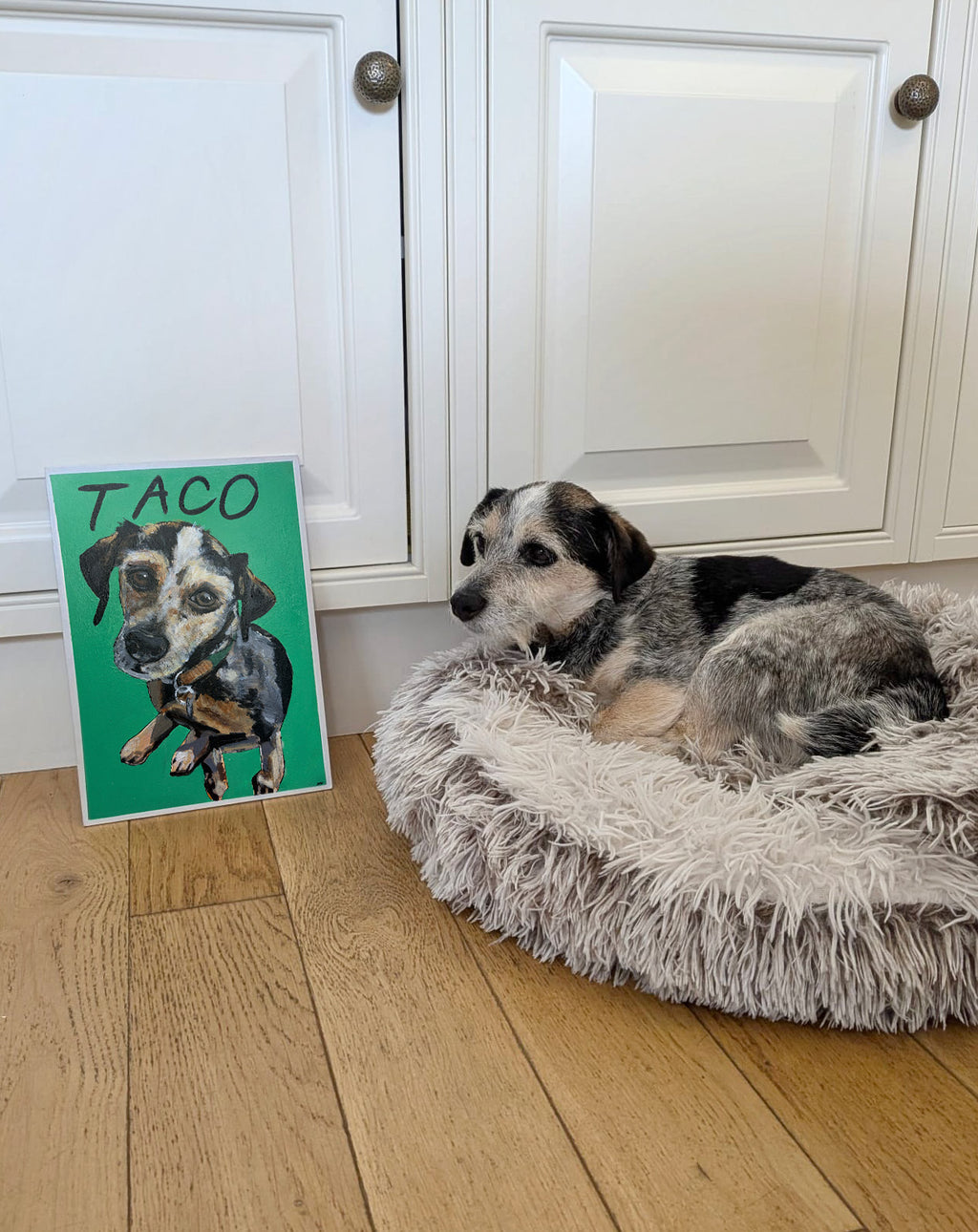 Taco with his hand-painted, custom, contemporary pet portrait by artist Helen Robotham Vásquez.